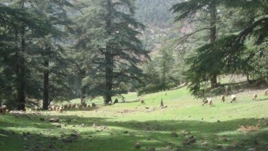 slider 1647617096foret maroc