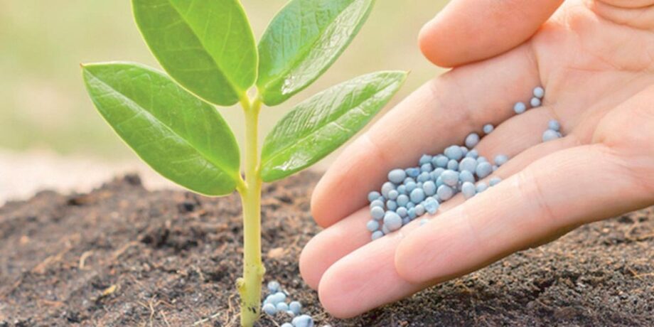 Le Maroc fait don d'engrais aux petits agriculteurs du Guatemala 1 vis 0122202316322661
