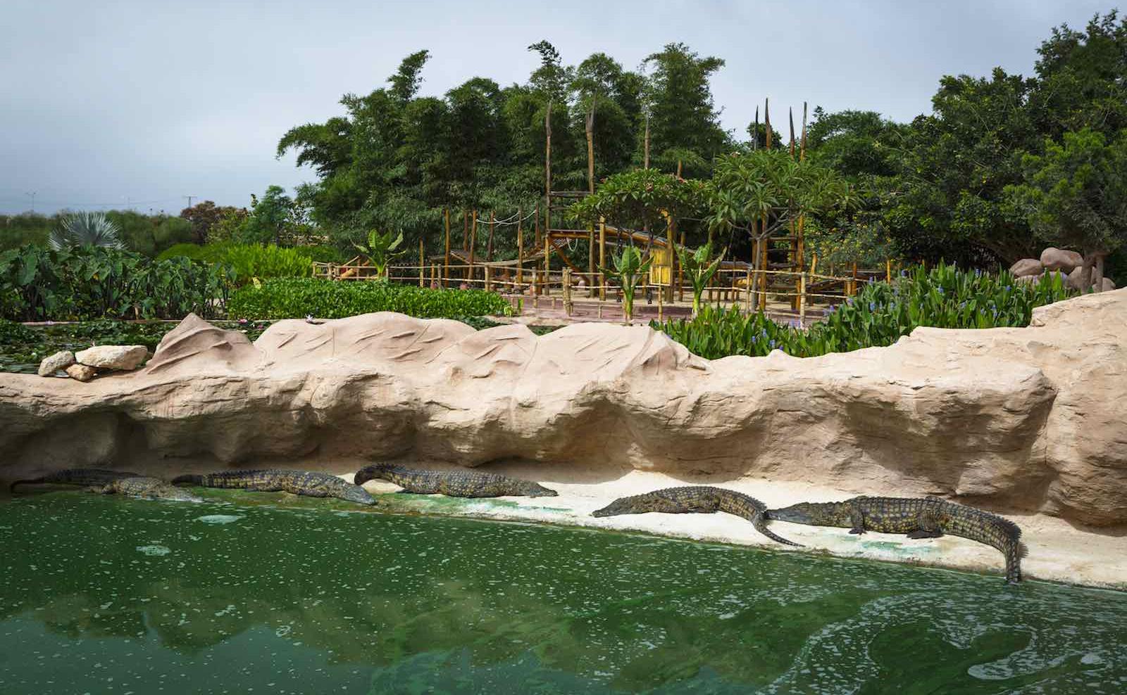 Crocoparc Agadir recevra 16 spécimens de crocodiles provenant de l’aquarium Aquatis de Lausanne 1 vis 0613202422003479