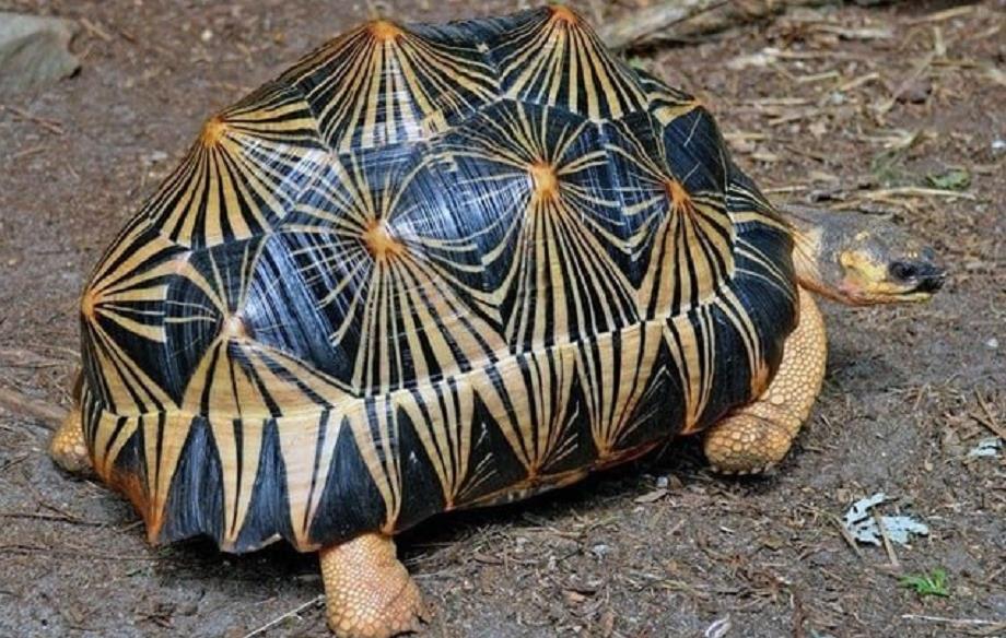 Madagascar : saisie de plus de 300 tortues radiata menacées d’extinction 1 vis 0617202412073360