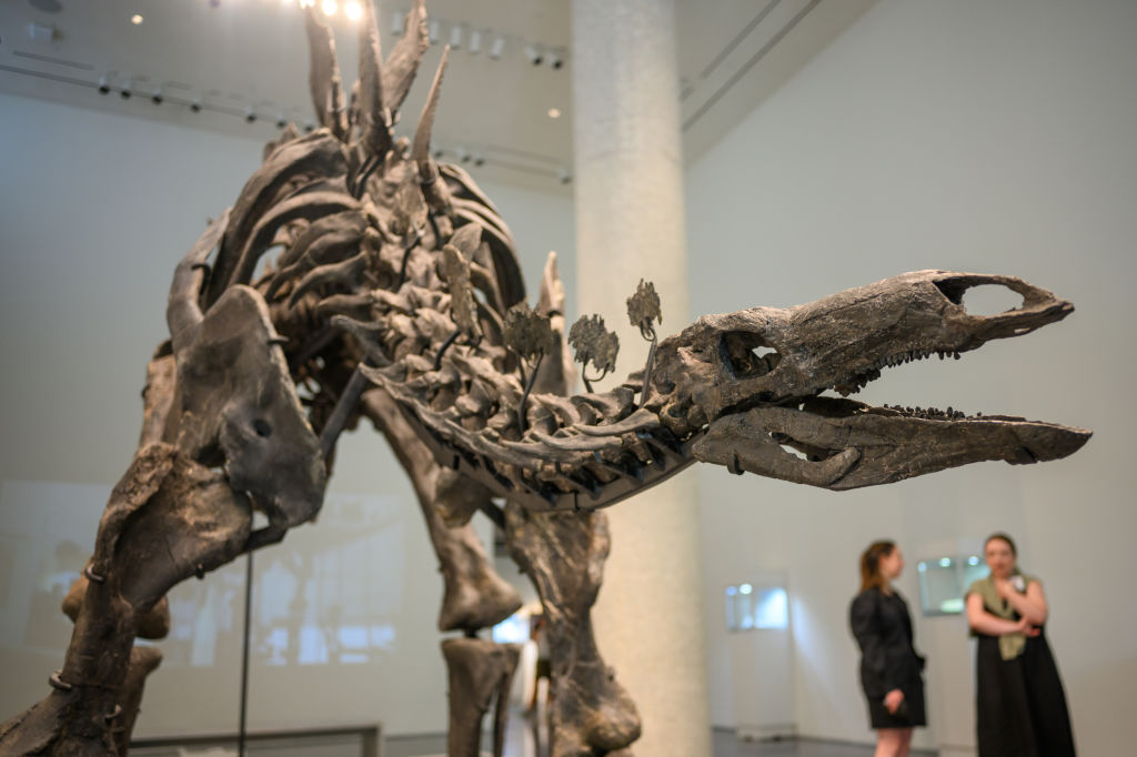 New York: Un squelette de dinosaure vendu au prix record de 44,6 millions de dollars 1 GettyImages 2161536009