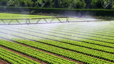 irrigation
