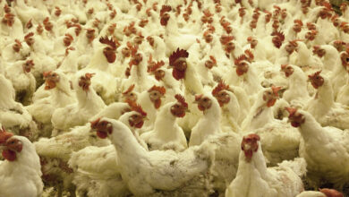 poulet