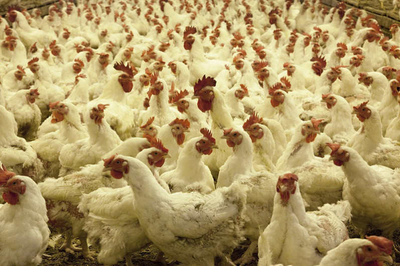 Augmentation du prix du poulet à 20 dhs le kilo au mois d’aout 1 poulet