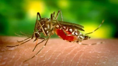 Aedes aegypti bloodfeeding CDC Gathany e1704221280749