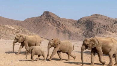 elephants