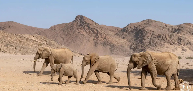 Lutte contre la sécheresse : La Namibie prévoit l’abattage de 83 éléphants 1 elephants