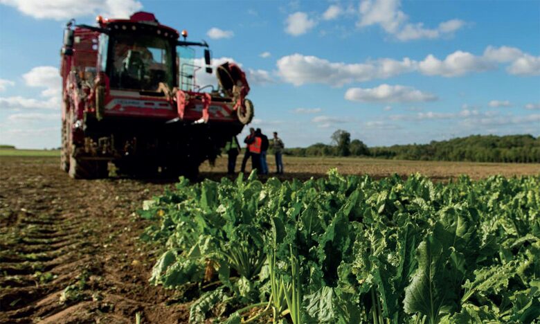 Bassin du Loukkos : production sucrière "importante" durant la campagne actuelle 1 vis 0803202420185137