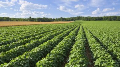 Agricole e1688483978833