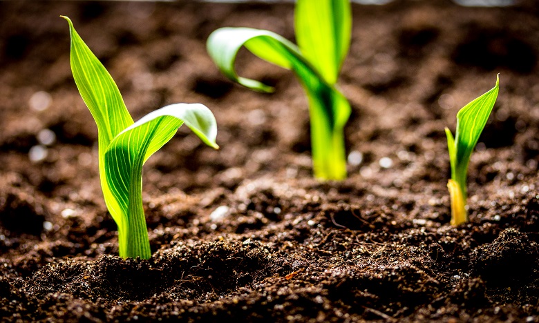 Royaume-Uni : Nouveau mécanisme d’investissement dans le secteur agroalimentaire africain 1 agroalimentaires