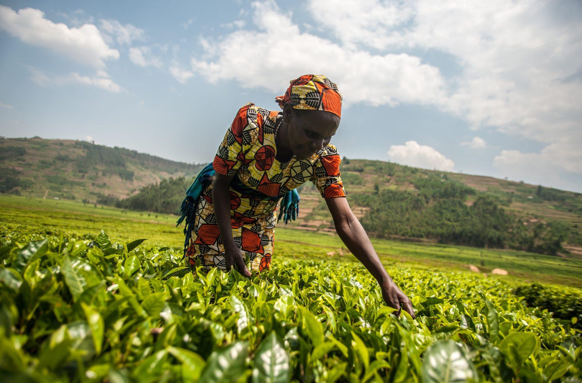 Guinée - Sénégal - Togo : un financement de plus de 100 millions $ pour soutenir les agriculteurs 1 vis 0726202408553056