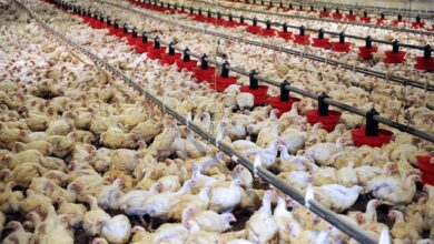Aviculture