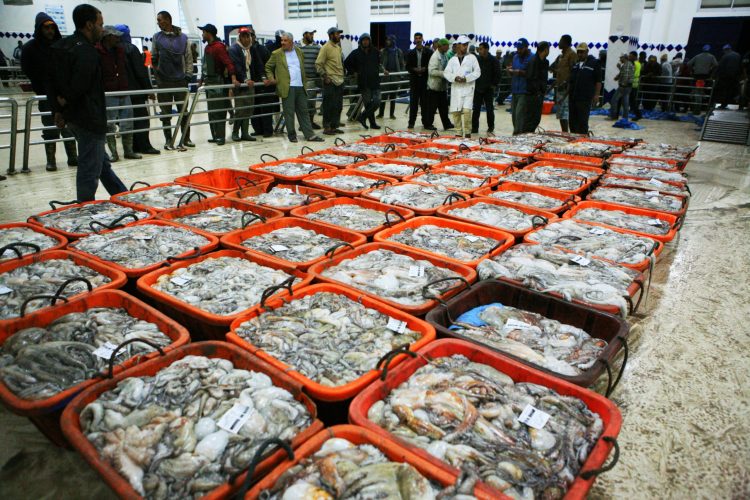 Saison hivernale de pêche au poulpe 2025 : des résultats satisfaisants et une gestion durable des ressources 1 poulpe e1736412558376