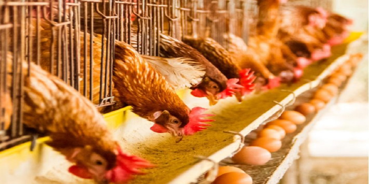 Approvisionnement du Marché National en Viandes de Volailles et Œufs : L'Aviculture se Prépare pour le Ramadan 1446 1 volaille
