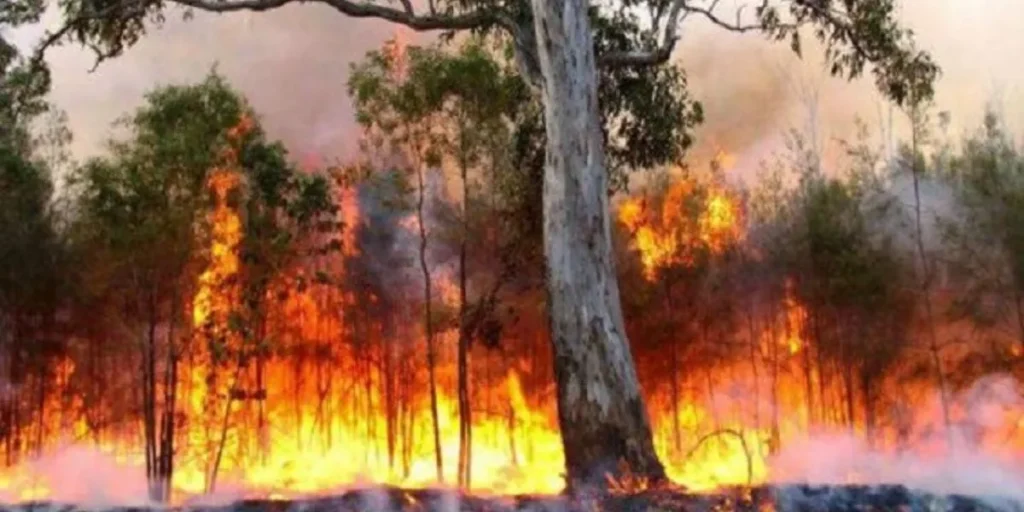 Incendies de forêt à Chefchaouen et Tétouan : les autorités en alerte face à la progression des flammes Feux de foret 1