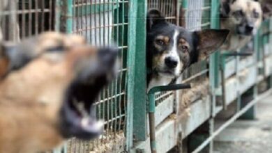 Voici ce que dit le projet de loi sur la gestion des chiens errants actuellement en examen au Parlement