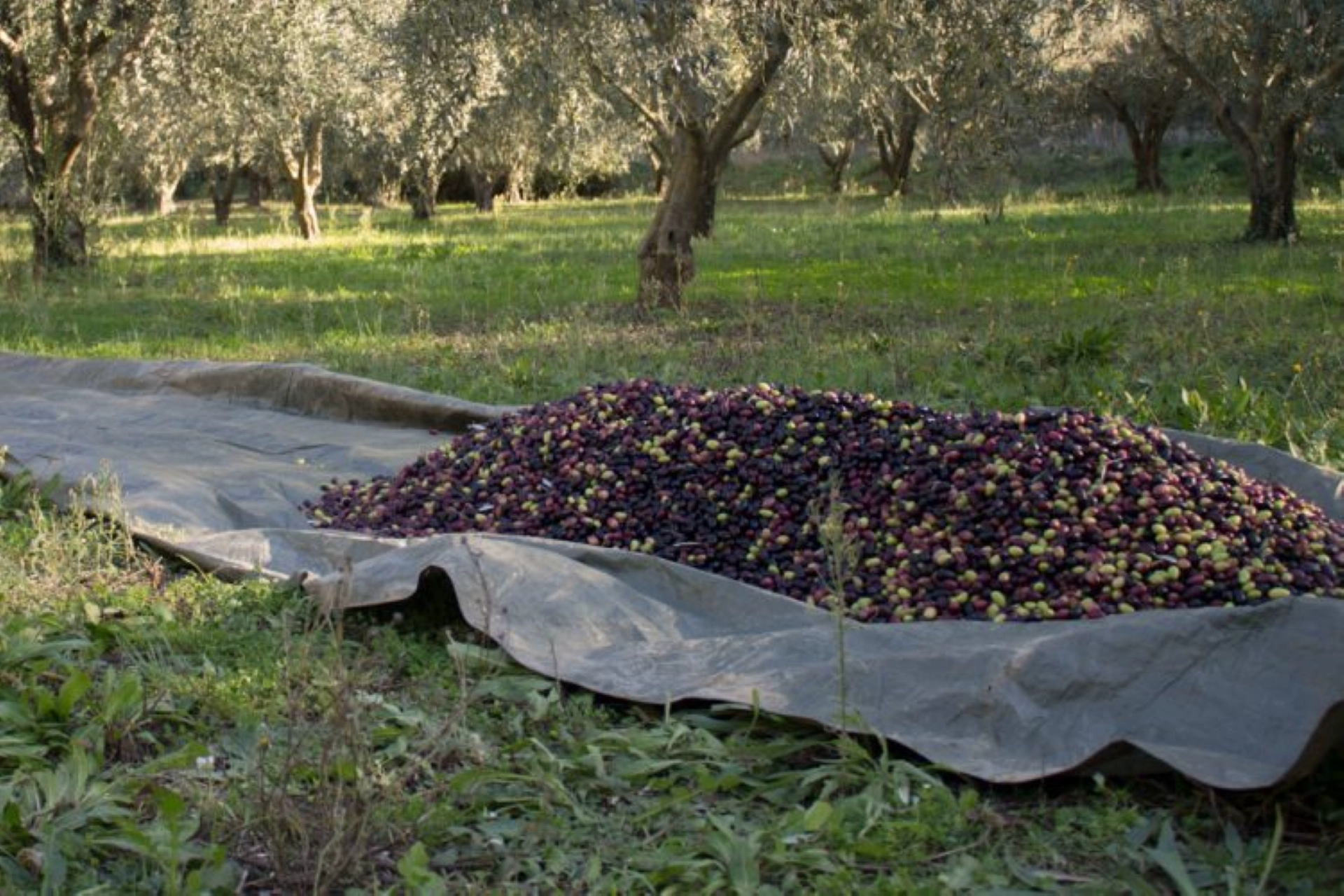 La filière oléicole du Tadla retrouve son dynamisme en 2025-2026