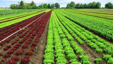 Province d’Al Haouz:les précipitations revitalisent le secteur agricole 5 Province d’Al Haouz : les précipitations revitalisent le secteur agricole