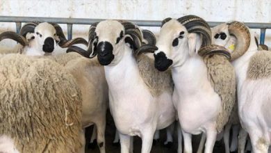 Souk de bétail au Maroc avec des moutons exposés à la vente avant l’Aïd Al-Adha