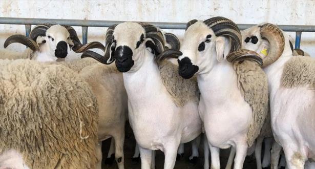 Souk de bétail au Maroc avec des moutons exposés à la vente avant l’Aïd Al-Adha