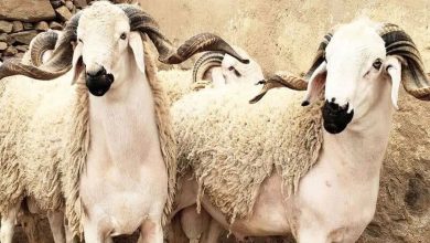 Moutons destinés à l’Aïd Al-Adha, aux longues cornes recourbées, alignés dans un enclos traditionnel en pierre.