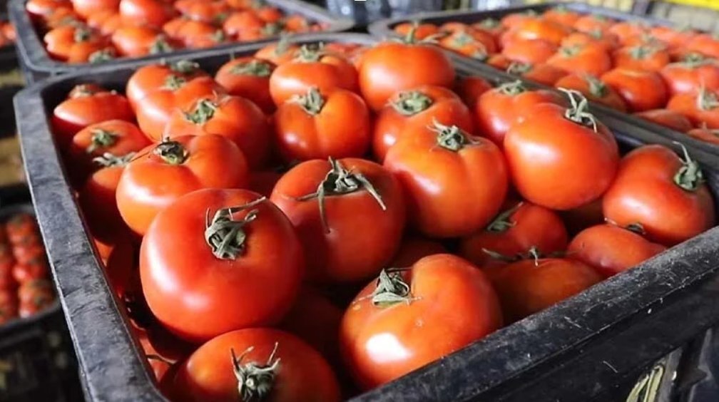 Tomates : le Maroc double ses exportations vers la Finlande et confirme sa percée sur le marché nord-européen 1 Capture decran 2025 11 20 110025