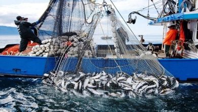 Des pêcheurs à bord d’un bateau de pêche en mer remontent un large filet rempli de poissons, dans le cadre d’une activité de pêche maritime industrielle.