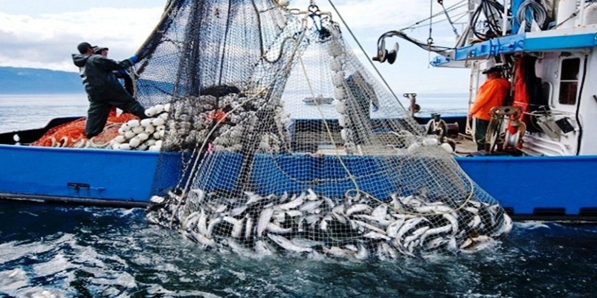 Des pêcheurs à bord d’un bateau de pêche en mer remontent un large filet rempli de poissons, dans le cadre d’une activité de pêche maritime industrielle.