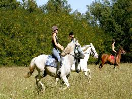 Ifrane mise sur le tourisme équestre durable pour valoriser son patrimoine naturel 3 telechargement 51