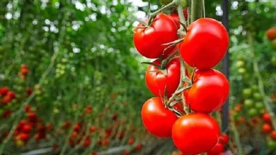 Tomate : ce que le Maroc peut apprendre et craindre du modèle mexicain 3 tomates