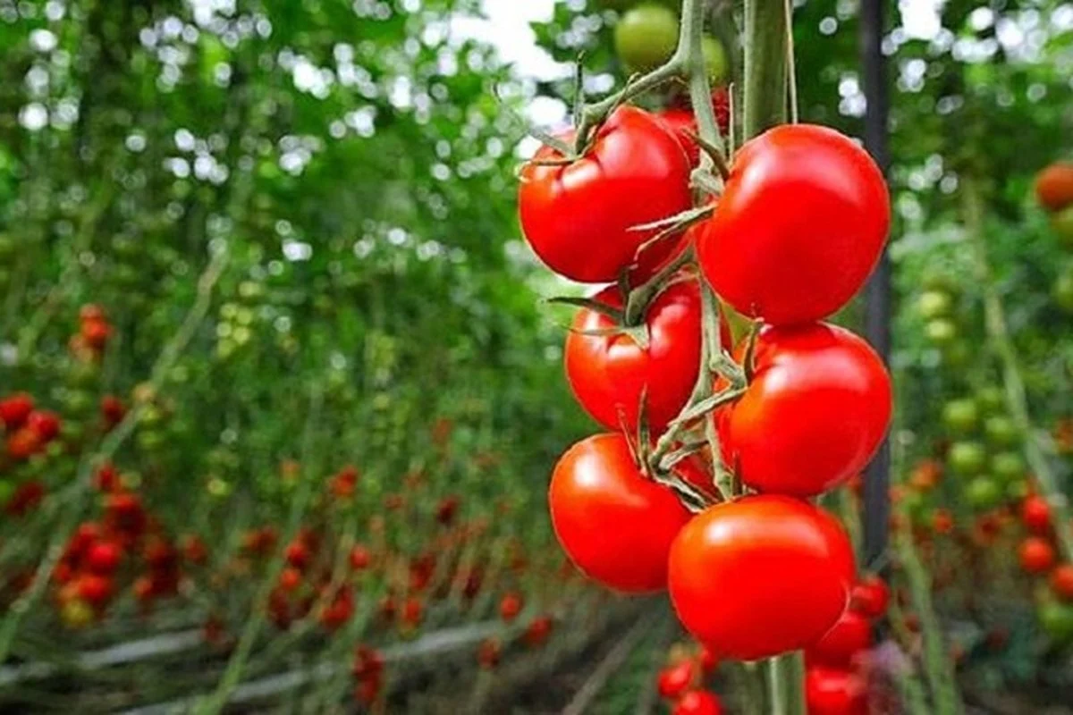 tomates