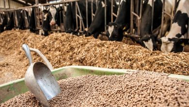 Maroc : la Russie renforce ses exportations d’aliments pour bétail dans un marché en recomposition 5 83231543 59625068