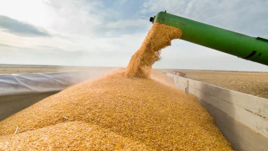 FAO : le Maroc améliore sa production agricole mais demeure dépendant des importations alimentaires 3 fotokostic GettyImages 623194968