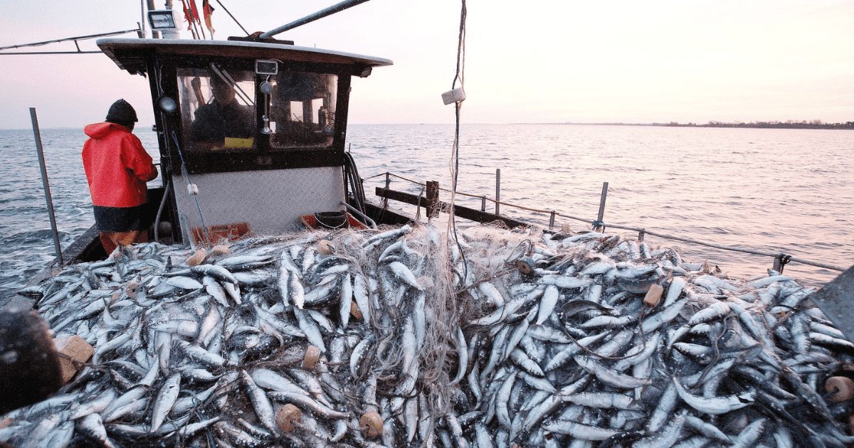 Pêche côtière à Laâyoune : les débarquements en hausse de 8% au premier trimestre 1 peche maroc