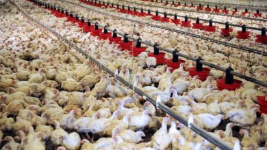 poulet elevage maroc 1024x576 1