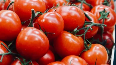 tomates maroc espagne concurrence