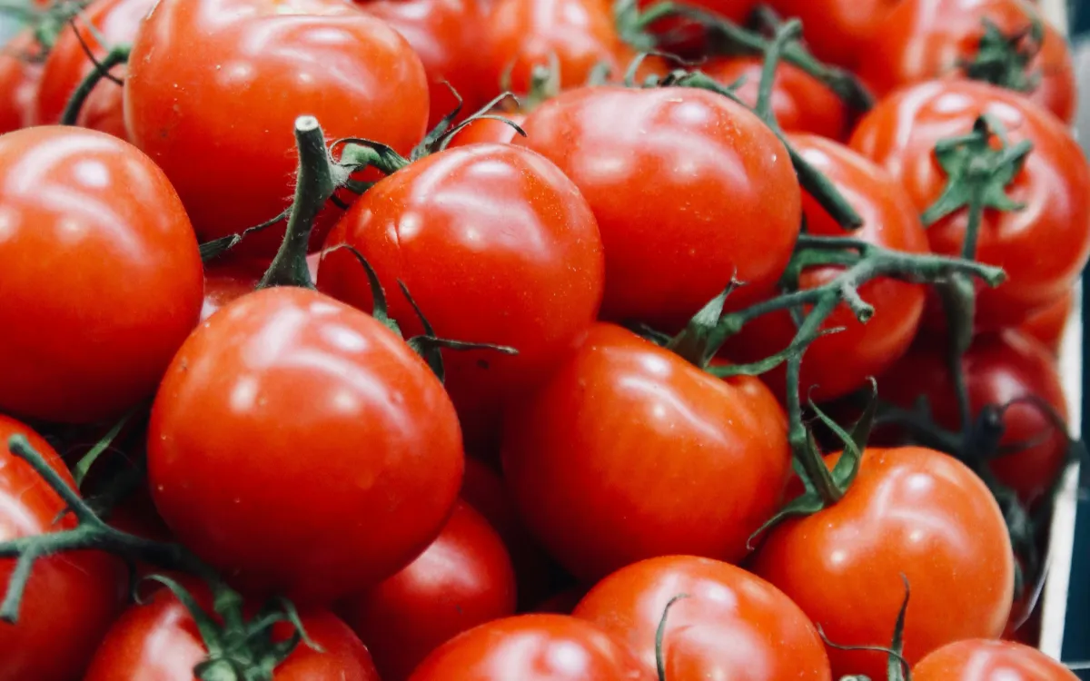 tomates maroc espagne concurrence