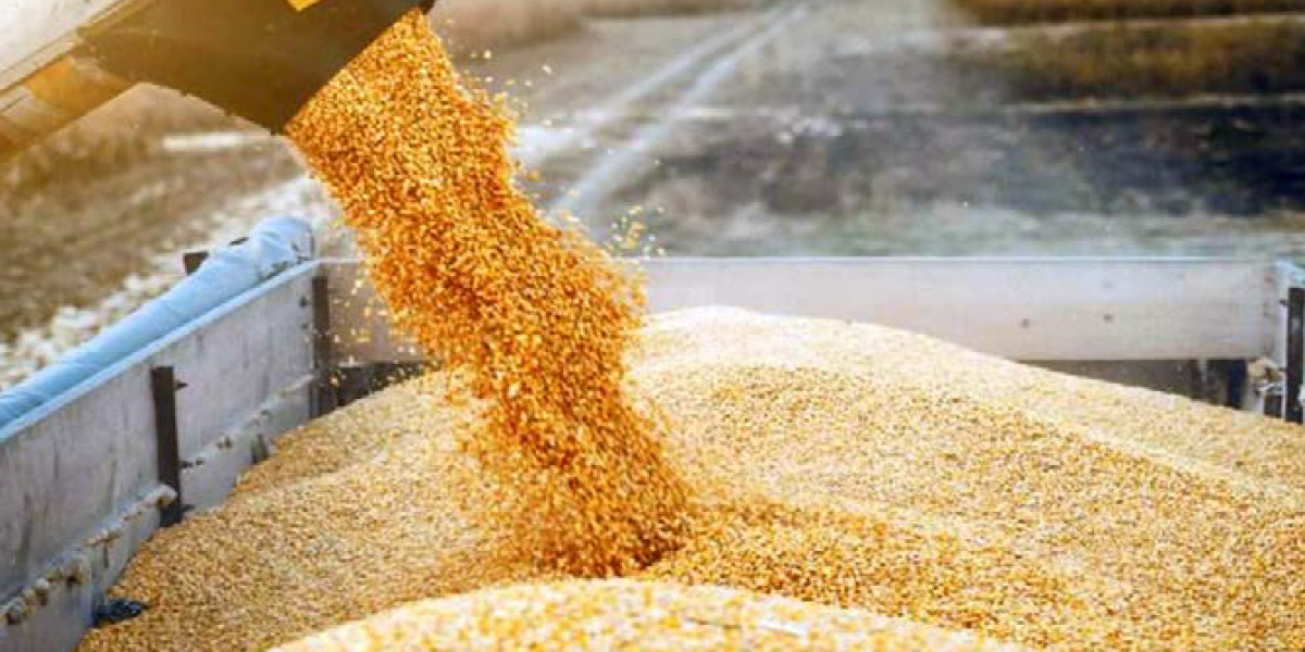 Maroc : la récolte céréalière pourrait plus que doubler en 2026-2027, selon l’USDA 1 Cereale Ble tendre