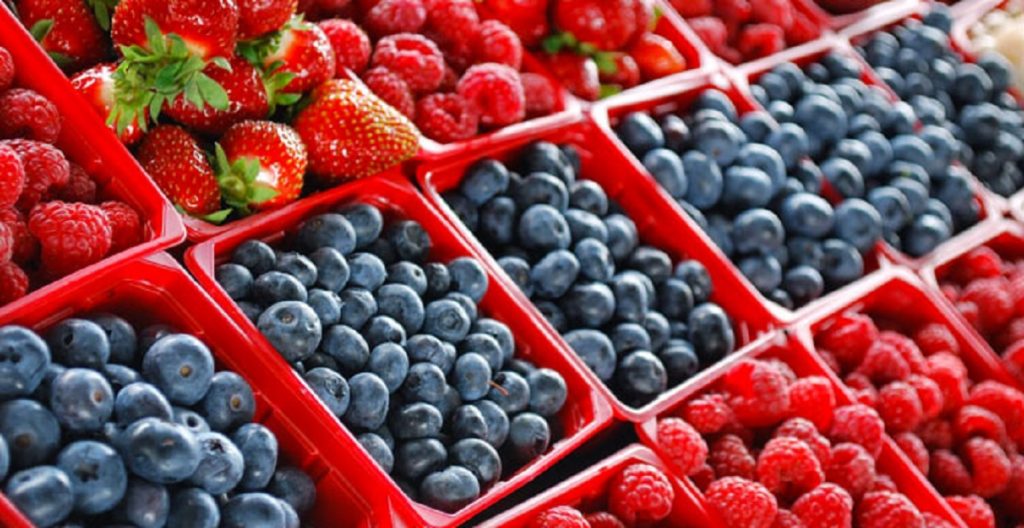 Les exportations marocaines de fruits rouges reculent légèrement, mais progressent fortement vers le Canada et les Pays-Bas 1 baies fraiches maroc 1024x528 1