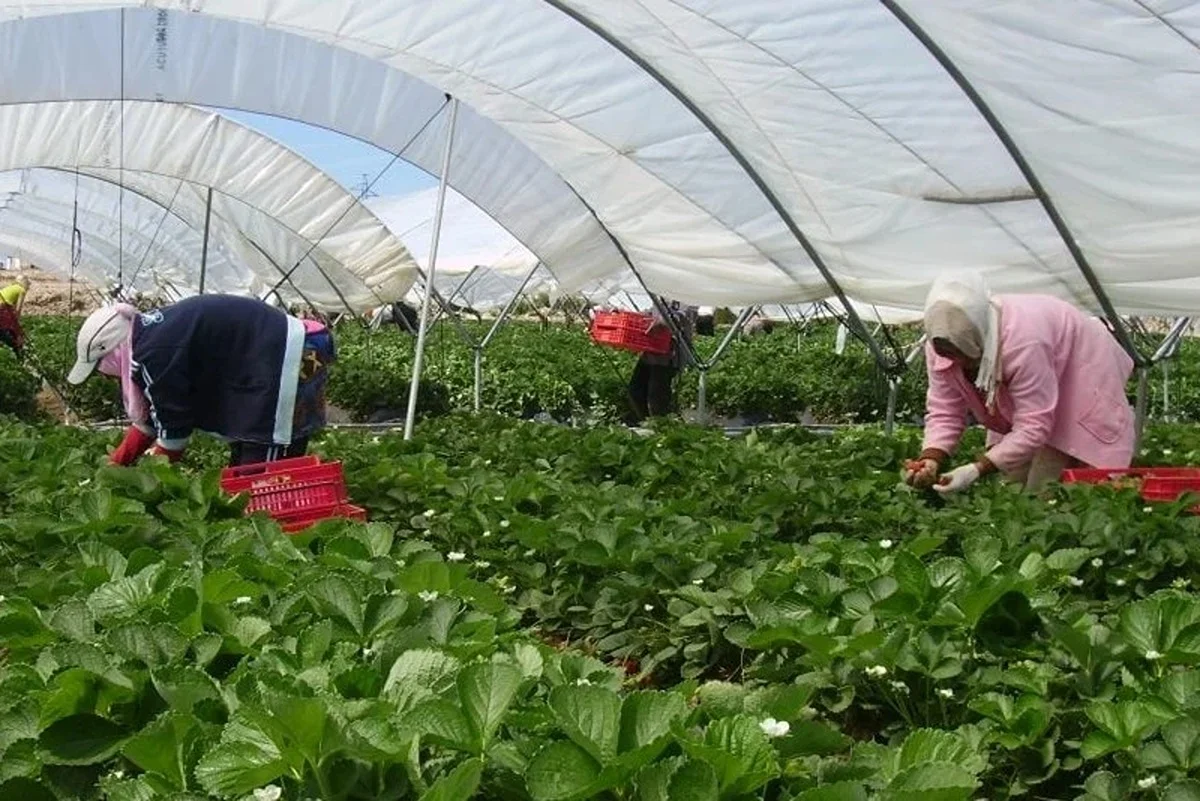 Travailleuses saisonnières en Espagne : le Maroc renforce les mesures d’accompagnement 1 espagne retour saisonnieres marocaines fruits rouges huelva 3cd65beb21