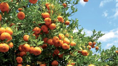 Agrumes : la production marocaine bondit de 25 % en 2026, les exportations poursuivent leur progression 3 oranger agrumes Maroc