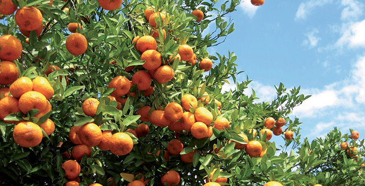 Agrumes : la production marocaine bondit de 25 % en 2026, les exportations poursuivent leur progression 1 oranger agrumes Maroc