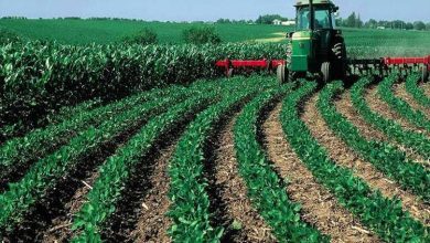 Le ministere de lAgriculture annonce une campagne agricole prometteuse dans