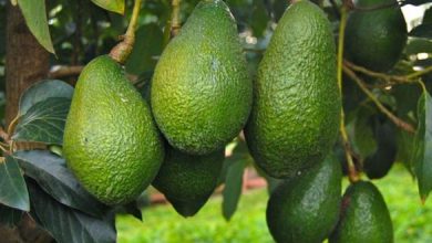 avocats maroc marche europeen 8 660x330 1