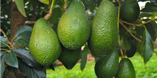 L’avocat marocain se dirige vers une saison record avec 180.000 tonnes attendues 1 avocats maroc marche europeen 8 660x330 1