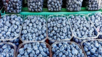 Le Maroc renforce sa position sur le marché des myrtilles, avec une production attendue en hausse de 70 % 4 telechargement 19