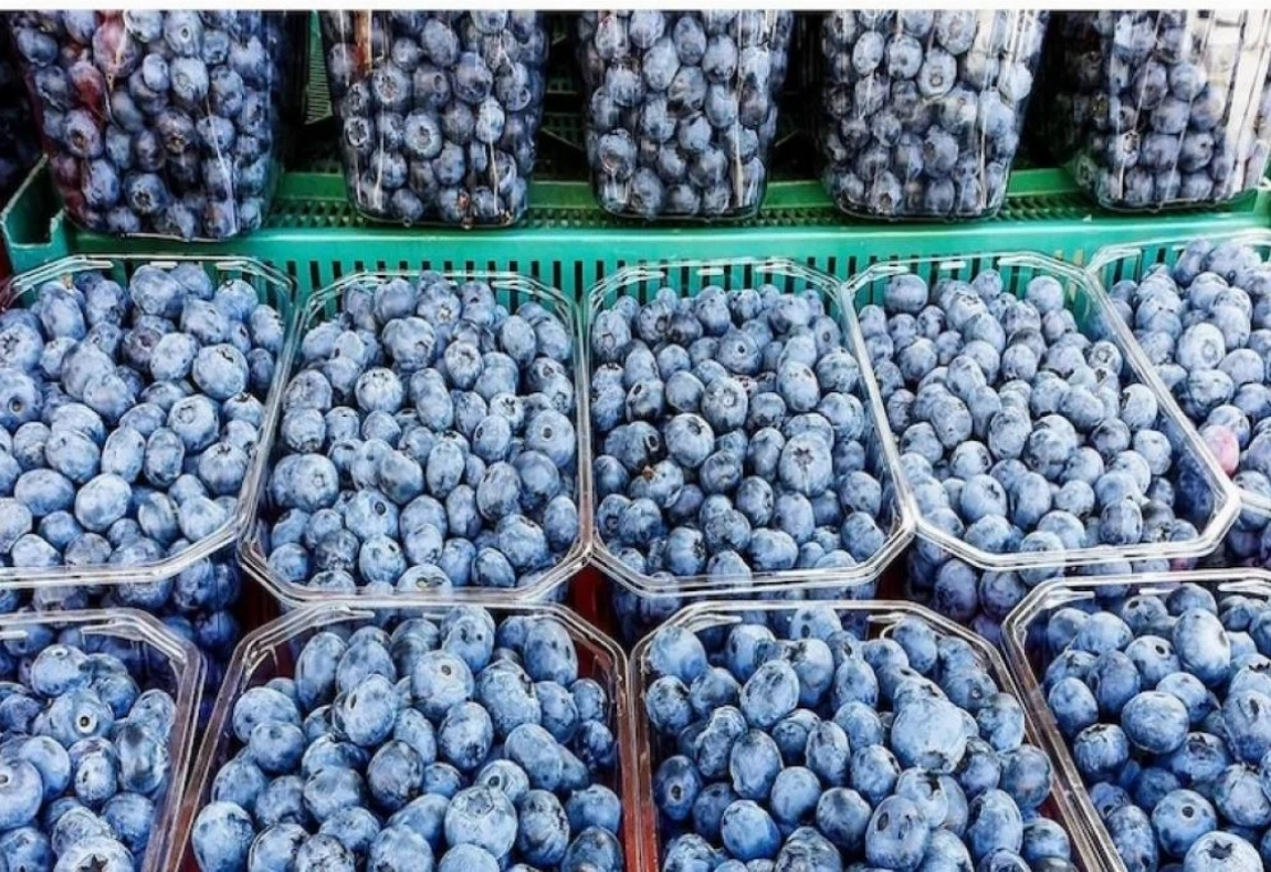 Le Maroc renforce sa position sur le marché des myrtilles, avec une production attendue en hausse de 70 % 1 telechargement 19