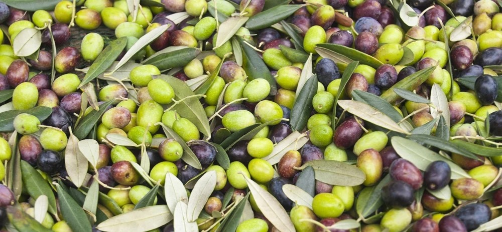 Oléiculture : le Maroc retrouve près de 2 millions de tonnes 1 olives